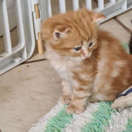 Sibirische Katzen und Neva Masquarade