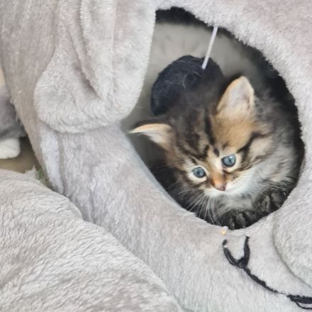 Sibirische Katzen und Neva Masquarade