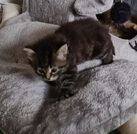 Sibirische Katzen und Neva Masquarade