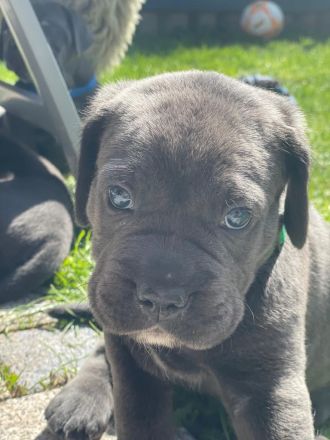 Cane Corso Welpen