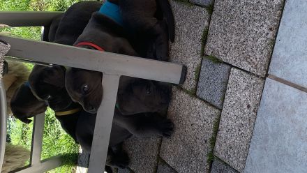 Cane Corso Welpen