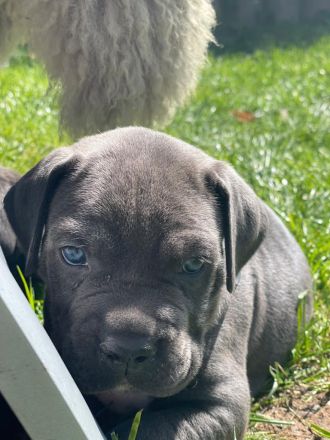 Cane Corso Welpen