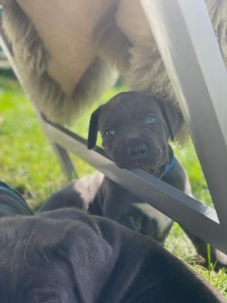 Cane Corso Welpen
