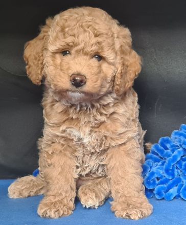 Mini Lagotto Doodle Welpen