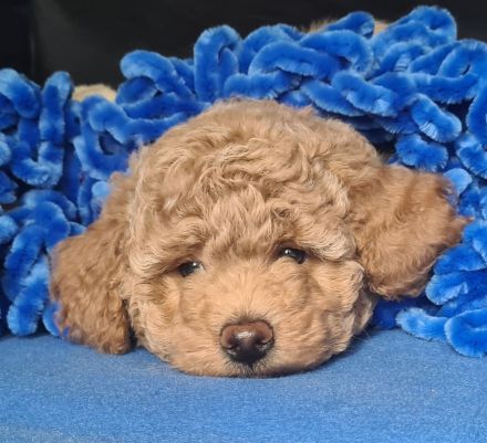 Mini Lagotto Doodle Welpen