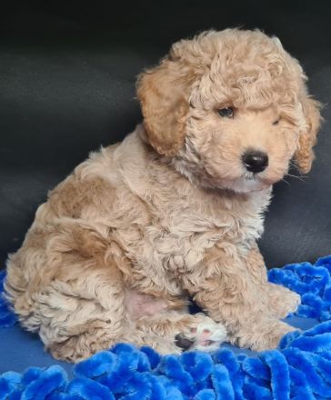 Mini Lagotto Doodle Welpen