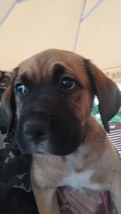 Süße schnüffelnnasen