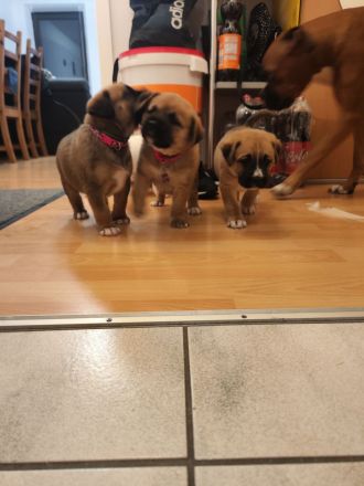 Süße schnüffelnnasen