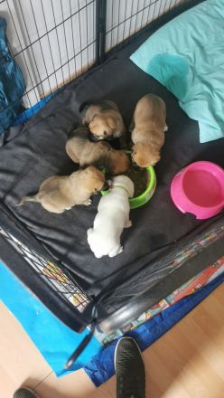 Süße schnüffelnnasen