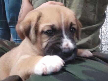 Süße schnüffelnnasen