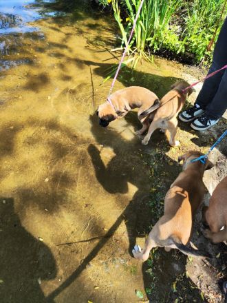 Süße schnüffelnnasen