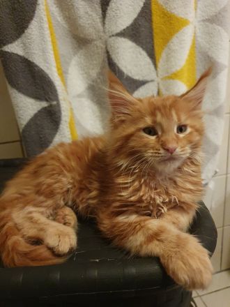 Maine Coon kätzchen