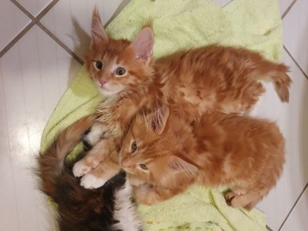 Maine Coon kätzchen