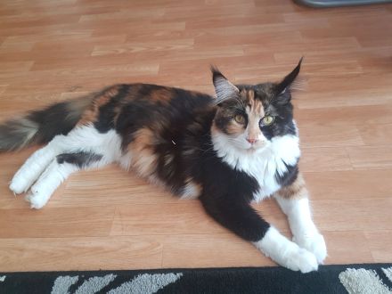 Maine Coon kätzchen