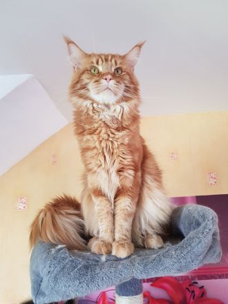 Maine Coon kätzchen