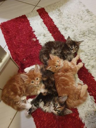 Maine Coon kätzchen