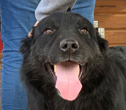 Raban, Menschen-bezogener 6 Jahre alter Einzelprinz Rüde 57cm