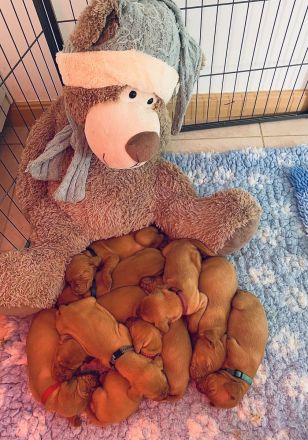 Hungarian short-haired vizsla puppies are available in our FCI Kennel