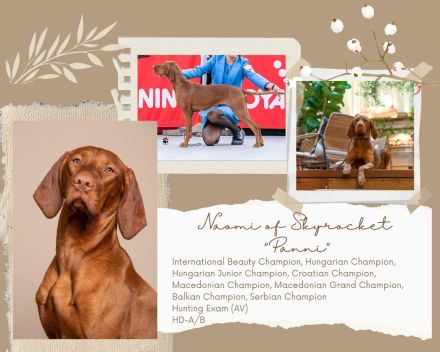 Hungarian short-haired vizsla puppies are available in our FCI Kennel