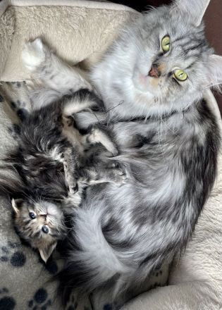 Maine Coon Kitten Katzenbabys mit Stammbaum/ Papieren vom Züchter