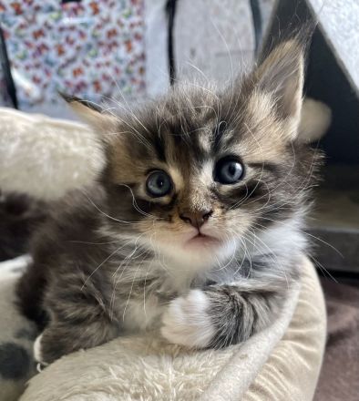 Maine Coon Kitten Katzenbabys mit Stammbaum/ Papieren vom Züchter