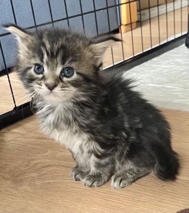 Maine Coon Kitten Katzenbabys mit Stammbaum/ Papieren vom Züchter