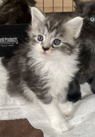 Maine Coon Kitten Katzenbabys mit Stammbaum/ Papieren vom Züchter