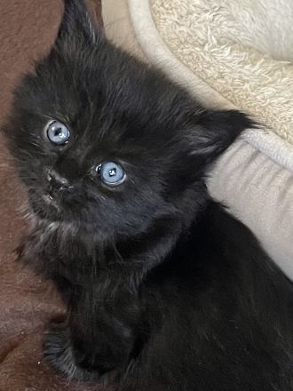 Maine Coon Kitten Katzenbabys mit Stammbaum/ Papieren vom Züchter