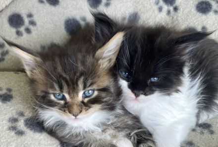 Maine Coon Kitten Katzenbabys mit Stammbaum/ Papieren vom Züchter