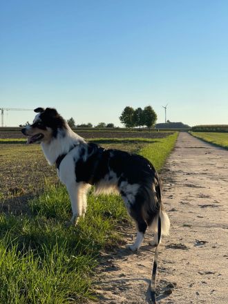 Border Collie (Deckrüde)
