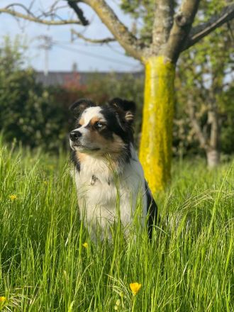 Border Collie (Deckrüde)