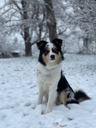 Border Collie (Deckrüde)