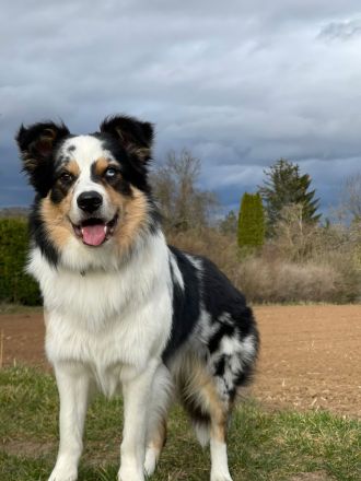 Border Collie (Deckrüde)