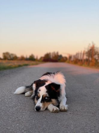 Border Collie (Deckrüde)