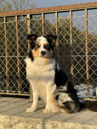 Border Collie (Deckrüde)