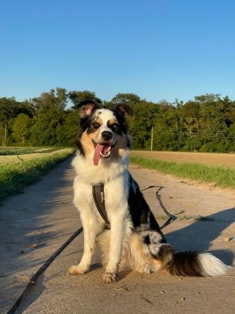 Border Collie (Deckrüde)