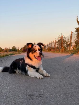 Border Collie (Deckrüde)