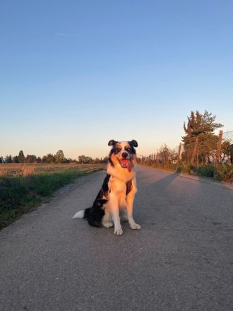 Border Collie (Deckrüde)