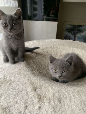 Süsse BKH Kitten in blue