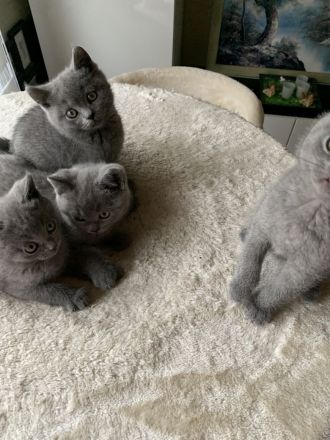 Süsse BKH Kitten in blue