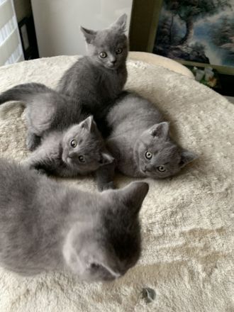 Süsse BKH Kitten in blue