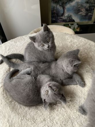 Süsse BKH Kitten in blue