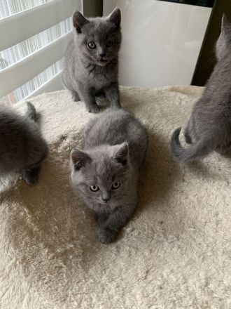 Süsse BKH Kitten in blue