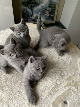 Süsse BKH Kitten in blue