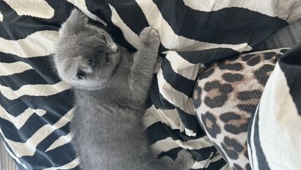 Bkh blue kitten 12 Wochen alt