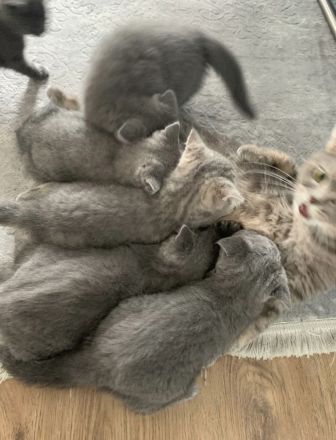 Bkh blue kitten 12 Wochen alt