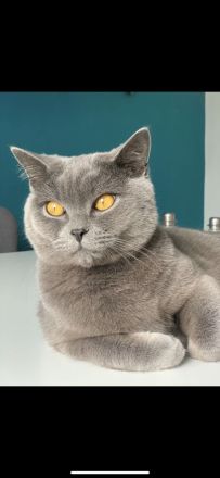 Bkh blue kitten 12 Wochen alt