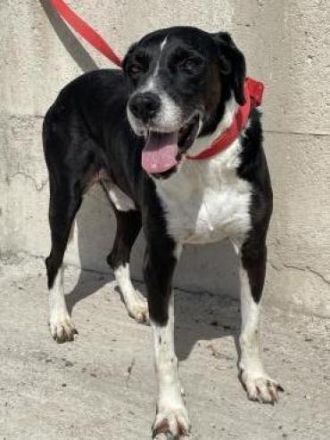 Ruhiger und friedlicher Caesar