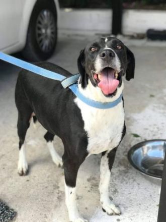 Ruhiger und friedlicher Caesar