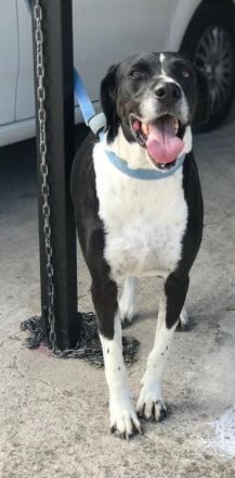 Ruhiger und friedlicher Caesar